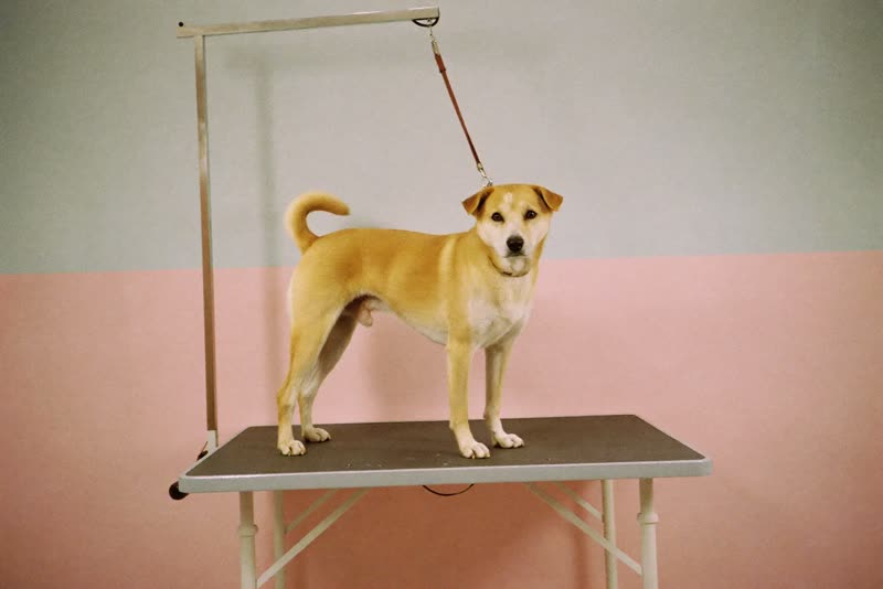A dog standing calmly on a grooming table