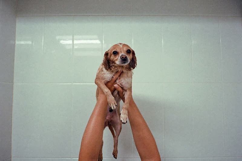 A small wet dog being lifted from a grooming bath
