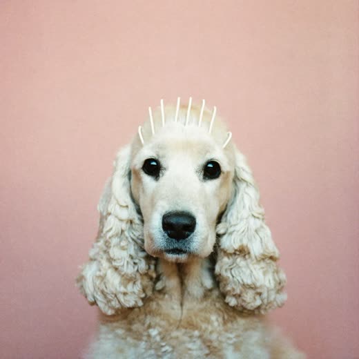 A cocker spaniel with a neatly trimmed coat