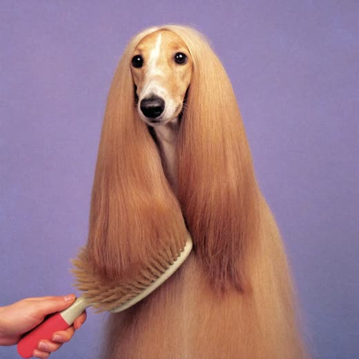 A long-haired coat brushed out, with a grooming brush