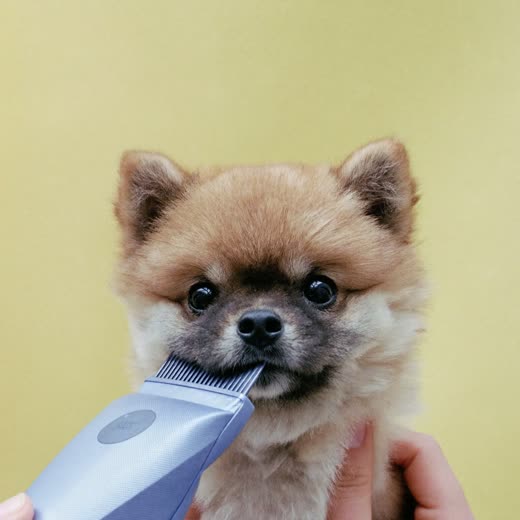 A small fluffy puppy freshly groomed